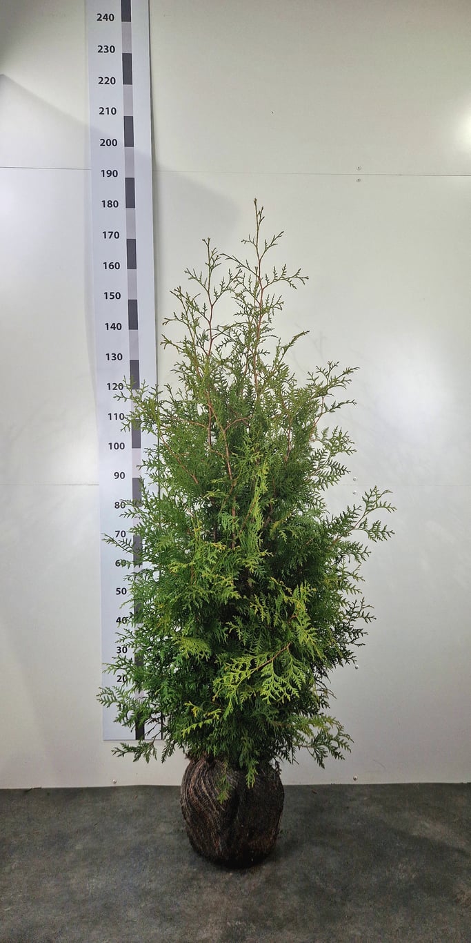 Thuja occ. 'Brabant' - 140-160 CM RB
